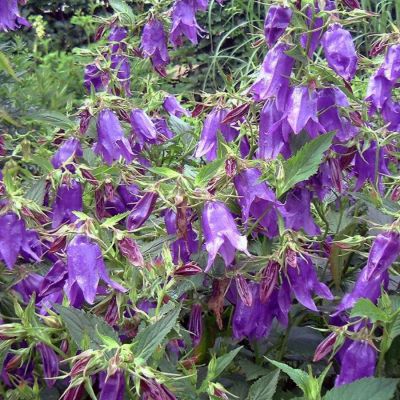 Колокольчик Кент Бель Колокольчик Кент Бель - Dolina-Sad.Ru