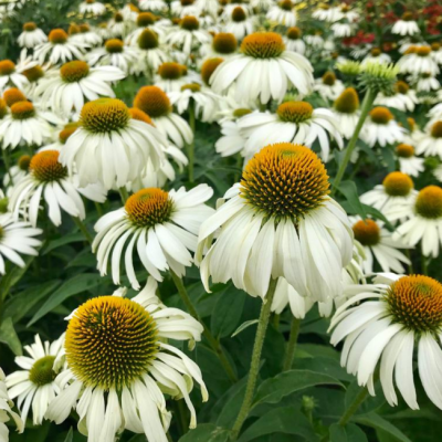 Эхинацея пурпурная Уайт Свен Эхинацея пурпурная Уайт Свен фото