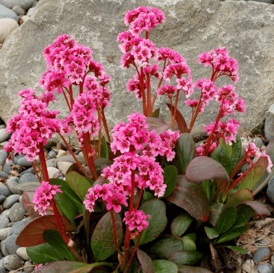 Бадан сердцелистный Драгонфлай , С1,5 Бадан сердцелистный Драгонфлай , С1,5 фото