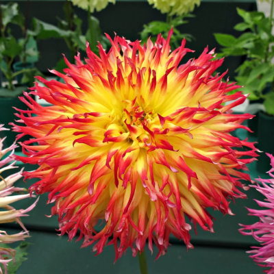 Георгина Пайнлэндс Пэм Георгина Пайнлэндс Пэм фото