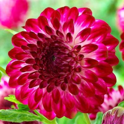 Георгина Капроз Пицца Георгина Капроз Пицца фото