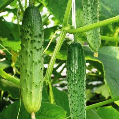 Огурец Флагман F1(A) Огурец Флагман F1(A) фото