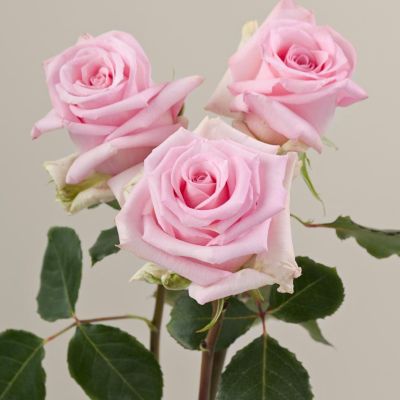 Роза Джессика Роза Джессика - Dolina-Sad.Ru