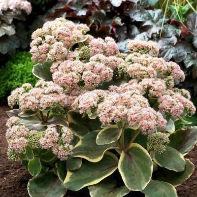 Седум Даймонд Эдж - Dolina-Sad.Ru