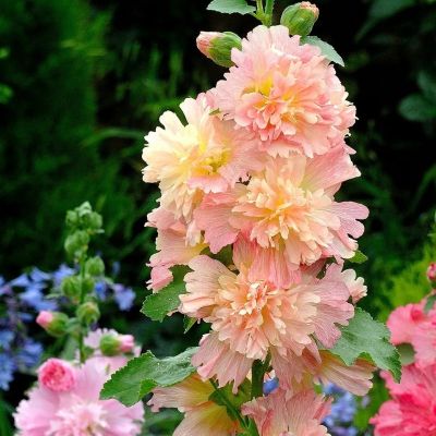 Шток-Роза Спринг Селебрейтис Роуз Шток-Роза Спринг Селебрейтис Роуз - Dolina-Sad.Ru