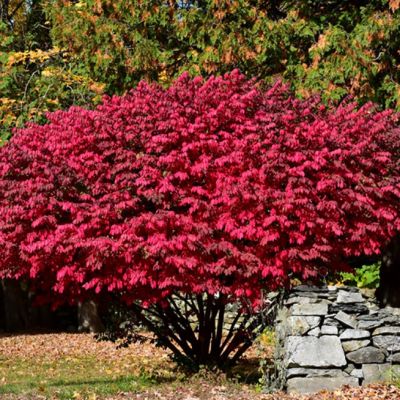 Бересклет Крылатый Чикаго Файер Бересклет Крылатый Чикаго Файер фото