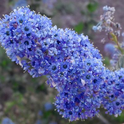 Цеанотус Топаз Цеанотус Топаз - Dolina-Sad.Ru