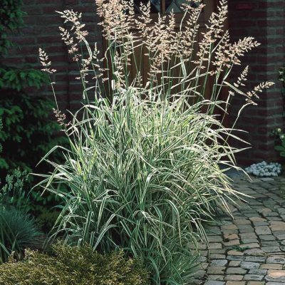 Фалярис тростниковый Фессей фото