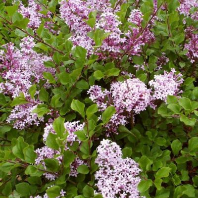 Сирень Мейера Палибин куст Сирень Мейера Палибин куст фото