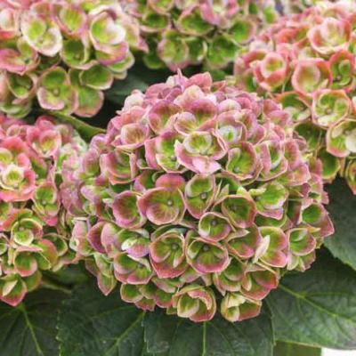 Гортензия крупнолистная Аметист Гортензия крупнолистная Аметист - Dolina-Sad.Ru