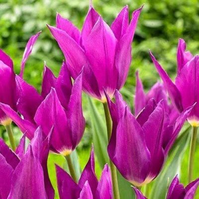 Тюльпан Юми но Мурасаки Тюльпан Юми но Мурасаки фото