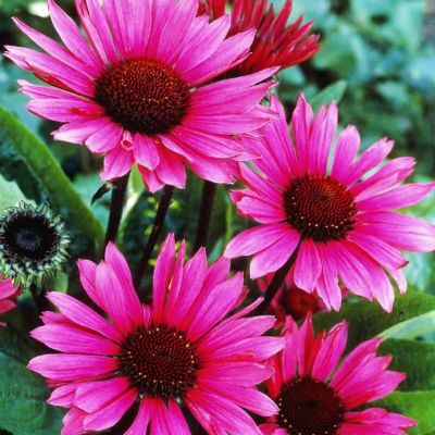 Эхинацея Фатал Эттрэкшн - Dolina-Sad.Ru