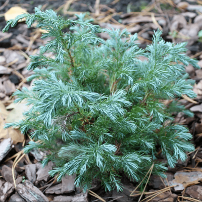 Кипарисовик горохоплодный Булевард Кипарисовик горохоплодный Булевард фото