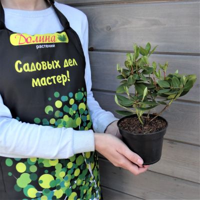 Рододендрон Шемрок Рододендрон Шемрок фото