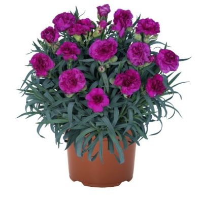 Гвоздика Ориентал Пурпл Бин Фэйт - Dolina-Sad.Ru