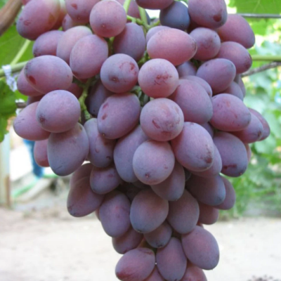 Виноград Граф Монте Кристо Виноград Граф Монте Кристо фото