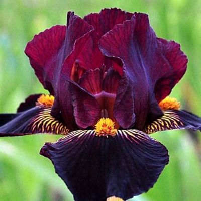 Ирис Демон Ирис Демон - Dolina-Sad.Ru