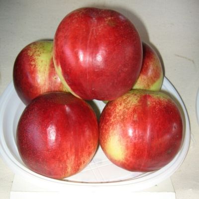 Нектарин Калдеси - Dolina-Sad.Ru