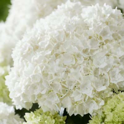 Гортензия крупнолистная Диппо Фредо - Dolina-Sad.Ru