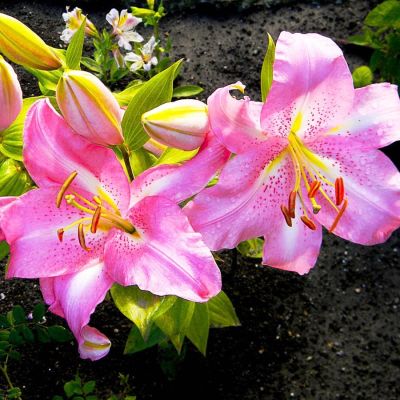 Лилия Жозефина (в горшке) Лилия Жозефина (в горшке) фото