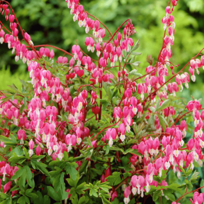 Дицентра великолепная , C2 Дицентра великолепная , C2 фото