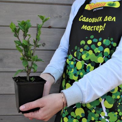 Гибискус сирийский Уайт Чиффон Гибискус сирийский Уайт Чиффон фото