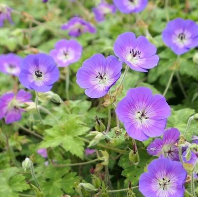 Герань садовая Блю Санрайз Герань садовая Блю Санрайз - Dolina-Sad.Ru