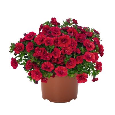 Калибрахоа Алоха Дабл Черри Ред - Dolina-Sad.Ru