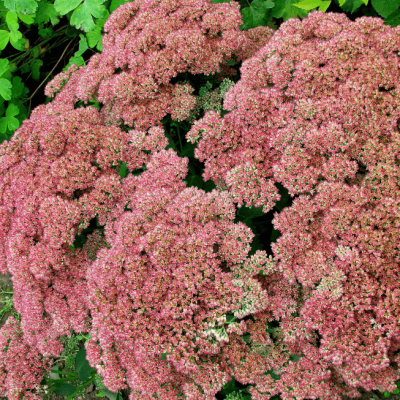 Седум Грин Пинк фото