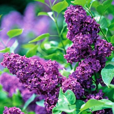 Сирень Памяти Людвига Шпета Сирень Памяти Людвига Шпета фото