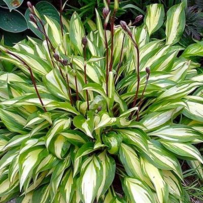 Хоста гибридная Грин Берри Хоста гибридная Грин Берри фото