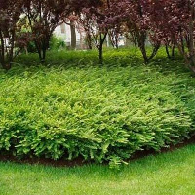 Жимолость шапочная Жимолость шапочная - Dolina-Sad.Ru