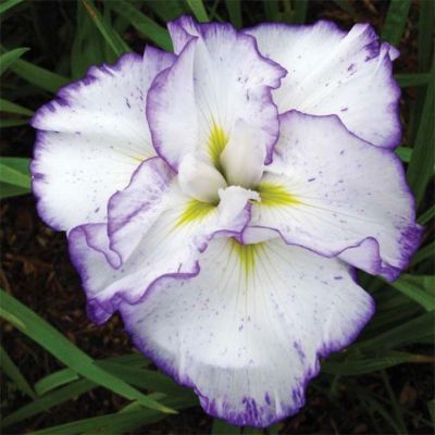 Ирис японский Лайт эт Дон Ирис японский Лайт эт Дон - Dolina-Sad.Ru