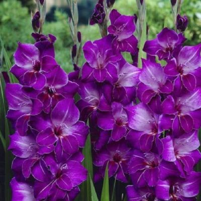 Гладиолус Виолетта Гладиолус Виолетта фото