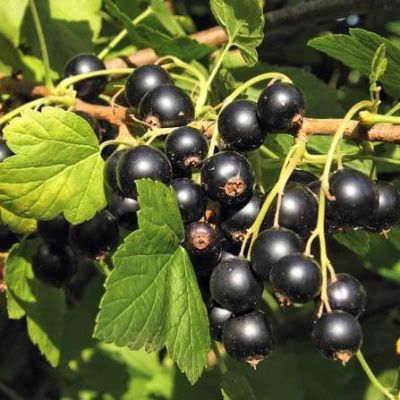 Смородина Виноградная Смородина Виноградная фото