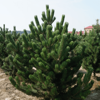 Сосна черная Сосна черная фото