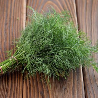 Укроп Фейерверк Укроп Фейерверк фото