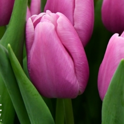 Тюльпан Аргос - Dolina-Sad.Ru