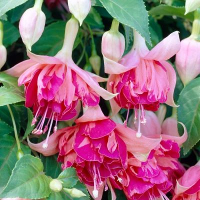 Фуксия Бесентенал - Dolina-Sad.Ru