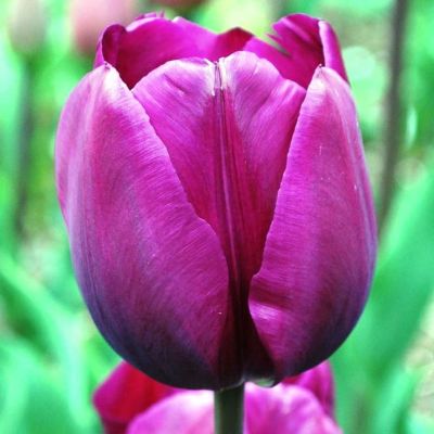 Тюльпан Негрита Тюльпан Негрита фото