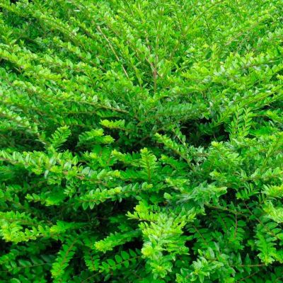 Жимолость шапочная Жимолость шапочная - Dolina-Sad.Ru