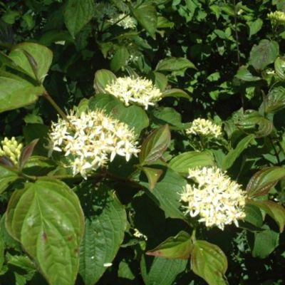 Дерен кроваво-красный Винтер Бьюти Дерен кроваво-красный Винтер Бьюти - Dolina-Sad.Ru