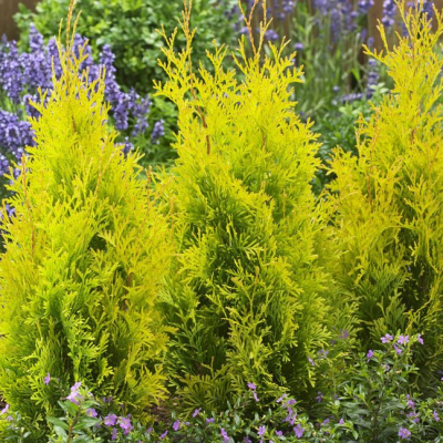 Туя западная Санни Смарагд Туя западная Санни Смарагд фото