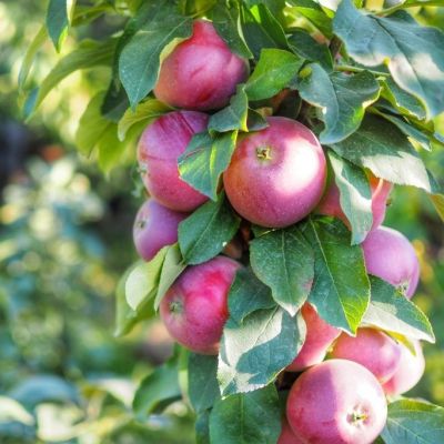 Яблоня колоновидная Джина/Осенняя Яблоня колоновидная Джина/Осенняя - Dolina-Sad.Ru