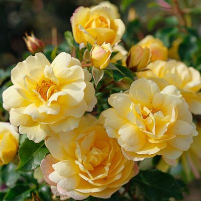 Роза Кампина Голд Роза Кампина Голд - Dolina-Sad.Ru