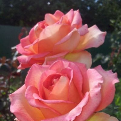 Роза Мондиаль Роза Мондиаль - Dolina-Sad.Ru