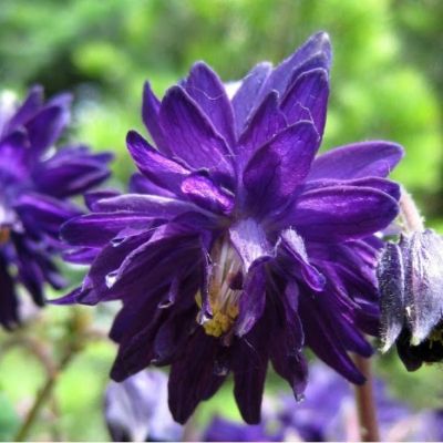 Аквилегия махровая Блу Барлоу - Dolina-Sad.Ru