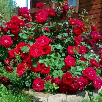 Роза Чамплейн Роза Чамплейн - Dolina-Sad.Ru