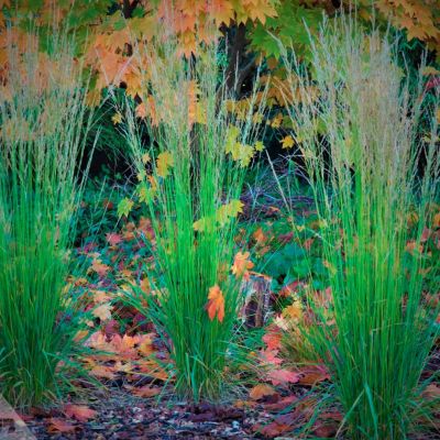 Молиния голубая Торч Молиния голубая Торч - Dolina-Sad.Ru