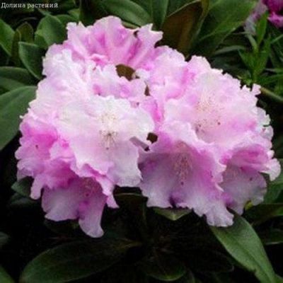 Рододендрон Сильбервольке Рододендрон Сильбервольке фото